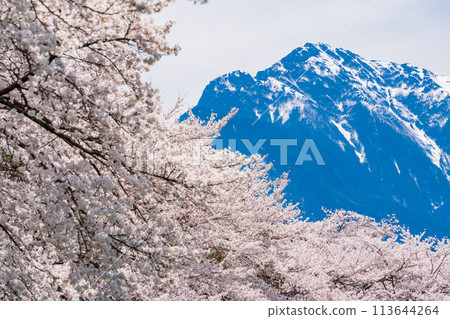 [山梨縣] 蘿蔔櫻花樹和凱駒嶽山 113644264
