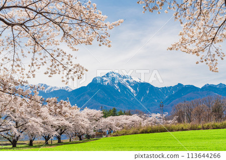 [Yamanashi Prefecture] Turnip cherry blossom trees and Mount Kaikoma 113644266