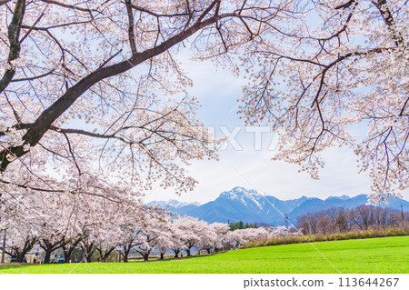 [山梨縣] 蘿蔔櫻花樹和凱駒嶽山 113644267