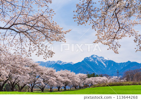 [山梨縣] 蘿蔔櫻花樹和凱駒嶽山 113644268