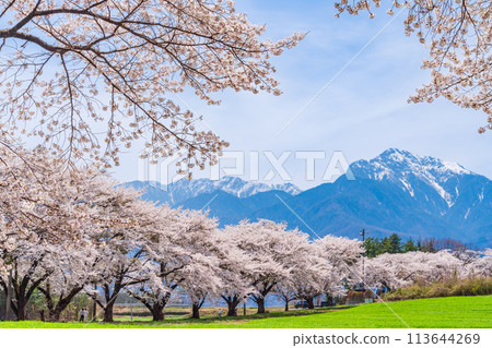 [山梨縣] 蘿蔔櫻花樹和凱駒嶽山 113644269