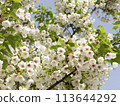 A harmony of spring green and white against the blue sky 113644292