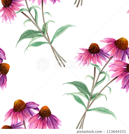 Watercolor seamless pattern with herb flower Coneflower, Echinacea. Hand drawn illustration isolated on white for wrapping wallpaper fabric textile Watercolor seamless pattern with herb flower Coneflower, Echinacea. Hand drawn illustration isolated on white for wrapping wallpaper fabric textile 113644331