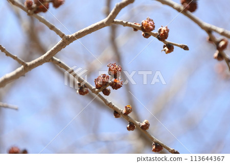 榆樹花 榆樹花 113644367