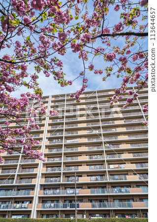 Saitama Prefecture: Kawaguchi City, double cherry blossoms in full bloom along the Shiba River 113644657