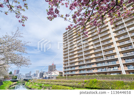 Saitama Prefecture: Kawaguchi City, double cherry blossoms in full bloom along the Shiba River 113644658