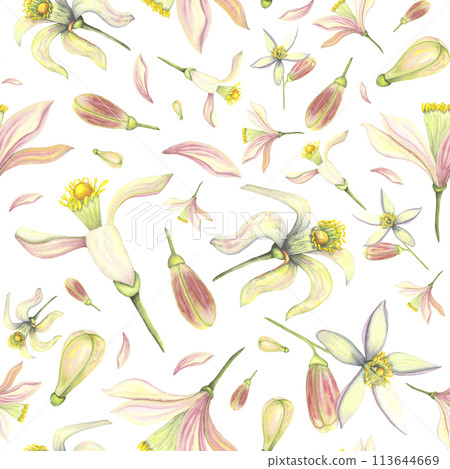 Watercolor tender seamless with bud and flower. Hand painted pink lemon tangerine orange flowers isolated on white background. Illustration for design, print, fabric, decor for summer romantic decor Watercolor tender seamless with bud and flower. Hand painted pink lemon tangerine orange flowers isolated on white background. Illustration for design, print, fabric, decor for summer romantic decor 113644669