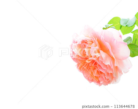Red rose on white background 113644678