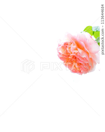 Red rose on white background Red rose on white background 113644684