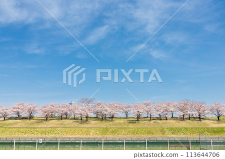 "Tokyo" Arakawa Akabane Sakuratsutsumi A row of cherry blossom trees in the green area "Tokyo" Arakawa Akabane Sakuratsutsumi A row of cherry blossom trees in the green area 113644706
