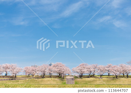 "Tokyo" Arakawa Akabane Sakuratsutsumi A row of cherry blossom trees in the green area "Tokyo" Arakawa Akabane Sakuratsutsumi A row of cherry blossom trees in the green area 113644707
