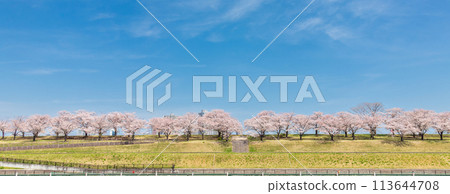 “東京”荒川赤羽櫻月 一排櫻花樹在綠地中 “東京”荒川赤羽櫻月 一排櫻花樹在綠地中 113644708