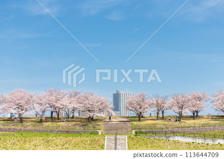 “東京”荒川赤羽櫻月 一排櫻花樹在綠地中 “東京”荒川赤羽櫻月 一排櫻花樹在綠地中 113644709