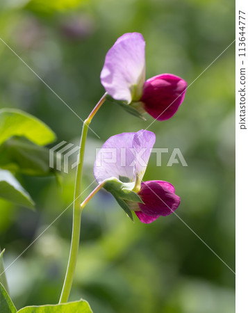 Red silk pea flower 113644777