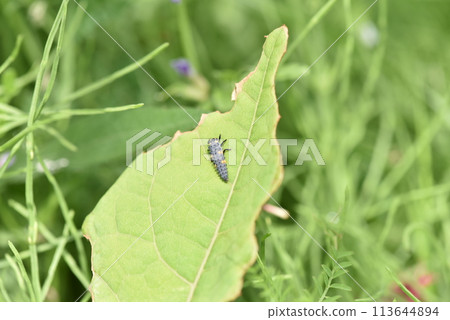 瓢蟲Tentou的幼蟲 113644894