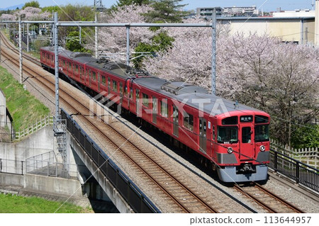 The red Seibu 9000 series train running against the backdrop of blooming cherry blossoms on the Seibu Tamagawa Line 113644957