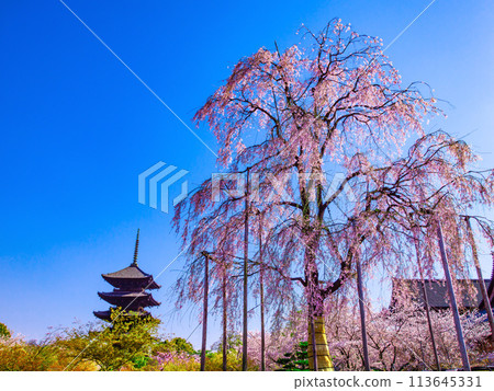 Fuji cherry tree of Tojo and five-storied pagoda 113645331