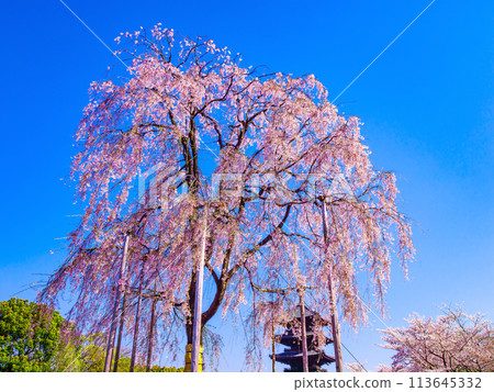 Fuji cherry tree of Tojo and five-storied pagoda 113645332