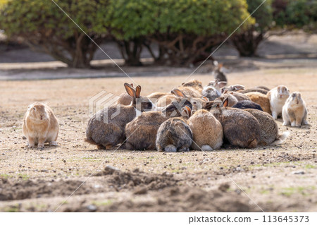 廣島 大久野島 兔子 動物 野生 113645373