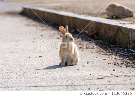 Hiroshima Okunoshima rabbit animal wild 113645380
