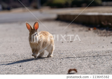 廣島 大久野島 兔子 動物 野生 113645382
