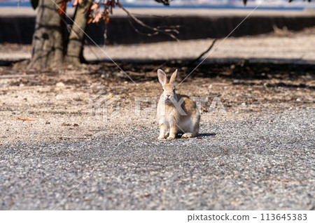 Hiroshima Okunoshima rabbit animal wild 113645383