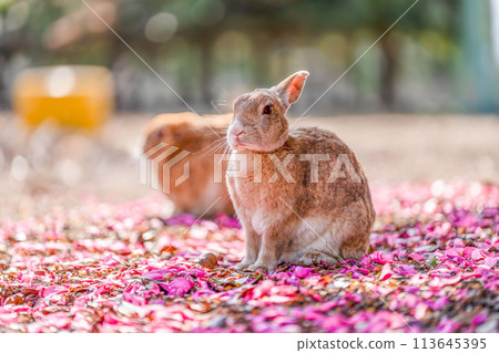Hiroshima Okunoshima rabbit animal wild 113645395