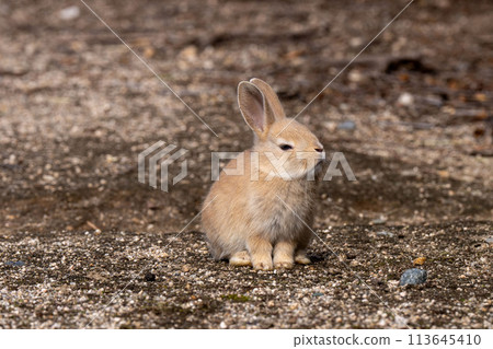 廣島 大久野島 兔子 動物 野生 113645410