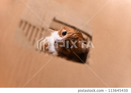 Cat in a cardboard box 113645430