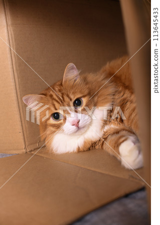 Red cat lies in a cardboard box 113645433