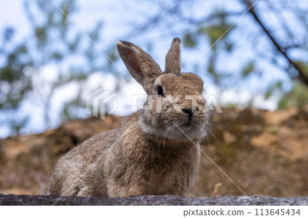 Hiroshima Okunoshima rabbit animal wild 113645434