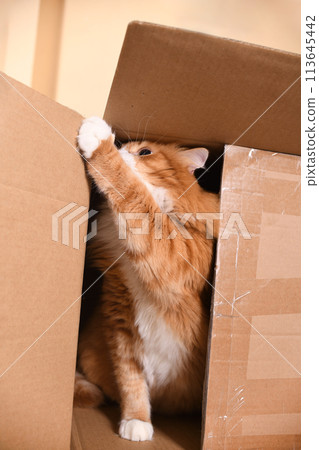 Cat in a cardboard box Cat in a cardboard box 113645442