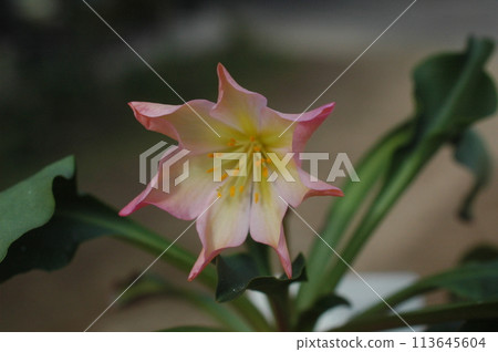 Leucia Twidi Leucia Twidi 113645604