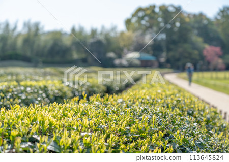 Okayama Prefecture: Beautifully sprouting tea leaves in spring at Korakuen in Okayama 113645824