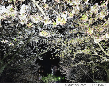 Beautiful cherry blossoms at night in the park 113645825