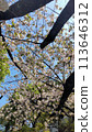 Looking up at the cherry blossom trees from below 113646312