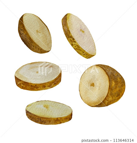 Potato vegetable brown slice set watercolor sketch 113646314
