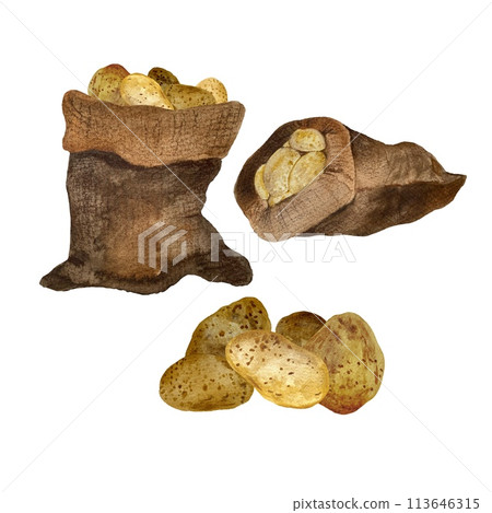 Burlap brown sack potato tuber watercolor sketch 113646315