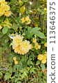 Yellow mockybara 113646375