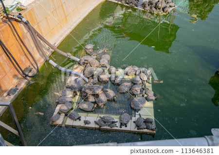 Turtle shell basking pond 113646381
