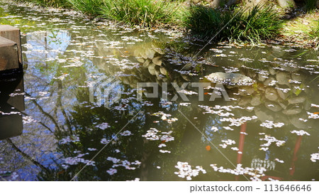 A pond with floating cherry blossom petals 113646646