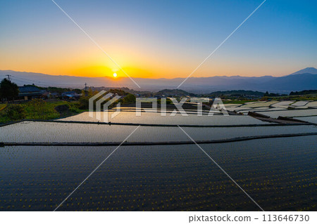 [初夏材料]黎明時分的中野梯田[山梨縣] 113646730