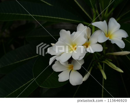 Group of Plumeria blossom on tree , White frangipani flower with leaf on green background, Freshness of plants	 113646920