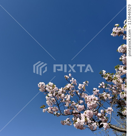 Sakura that shines in the blue sky 113646929