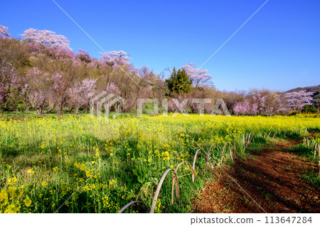 A field of rapeseed flowers and a flowering tree field with colorful flowers blooming in the morning at Hanamiyama, Fukushima Prefecture 113647284