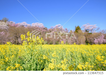 福島縣花見山的早晨，油菜花和花樹在風中搖曳 113647315