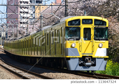 西武新2000系列2079F 西武新宿線以盛開的櫻花為背景運行 西武新2000系列2079F 西武新宿線以盛開的櫻花為背景運行 113647324