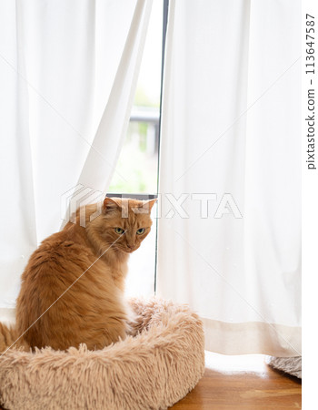 Window cat, tea tabby cat Window cat, tea tabby cat 113647587