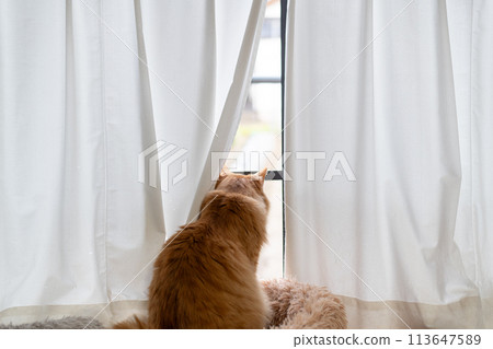 Window cat, tea tabby cat Window cat, tea tabby cat 113647589