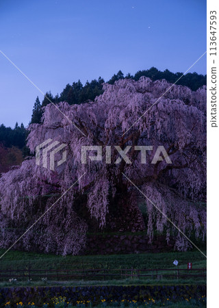 Beautiful cherry blossoms waiting for dawn - Matabei Sakura Beautiful cherry blossoms waiting for dawn - Matabei Sakura 113647593